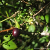 Litsea iteodaphne (Nees) Hook.f.